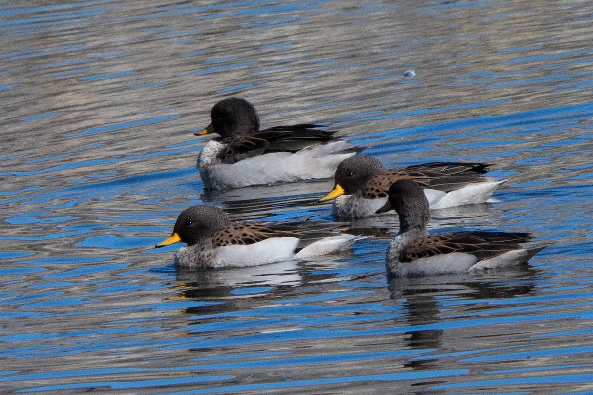 Yellow-billed Teal - ML635190353