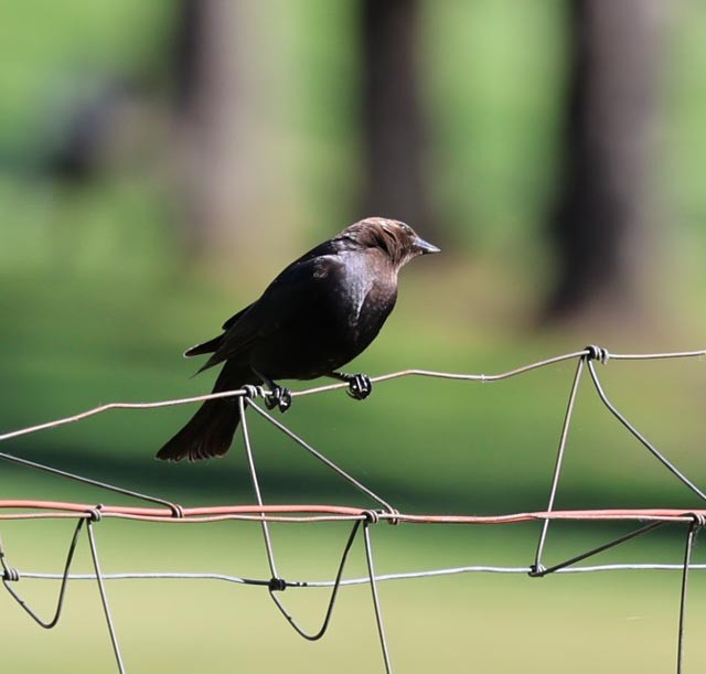Brown-headed Cowbird - ML635190371