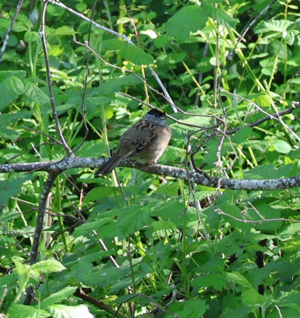 Golden-crowned Sparrow - ML635190426