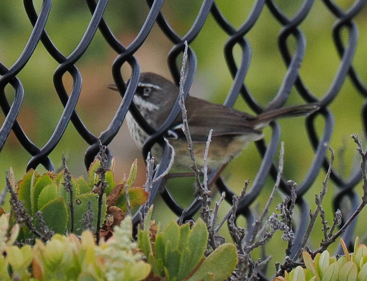 Spotted Scrubwren - ML635190477