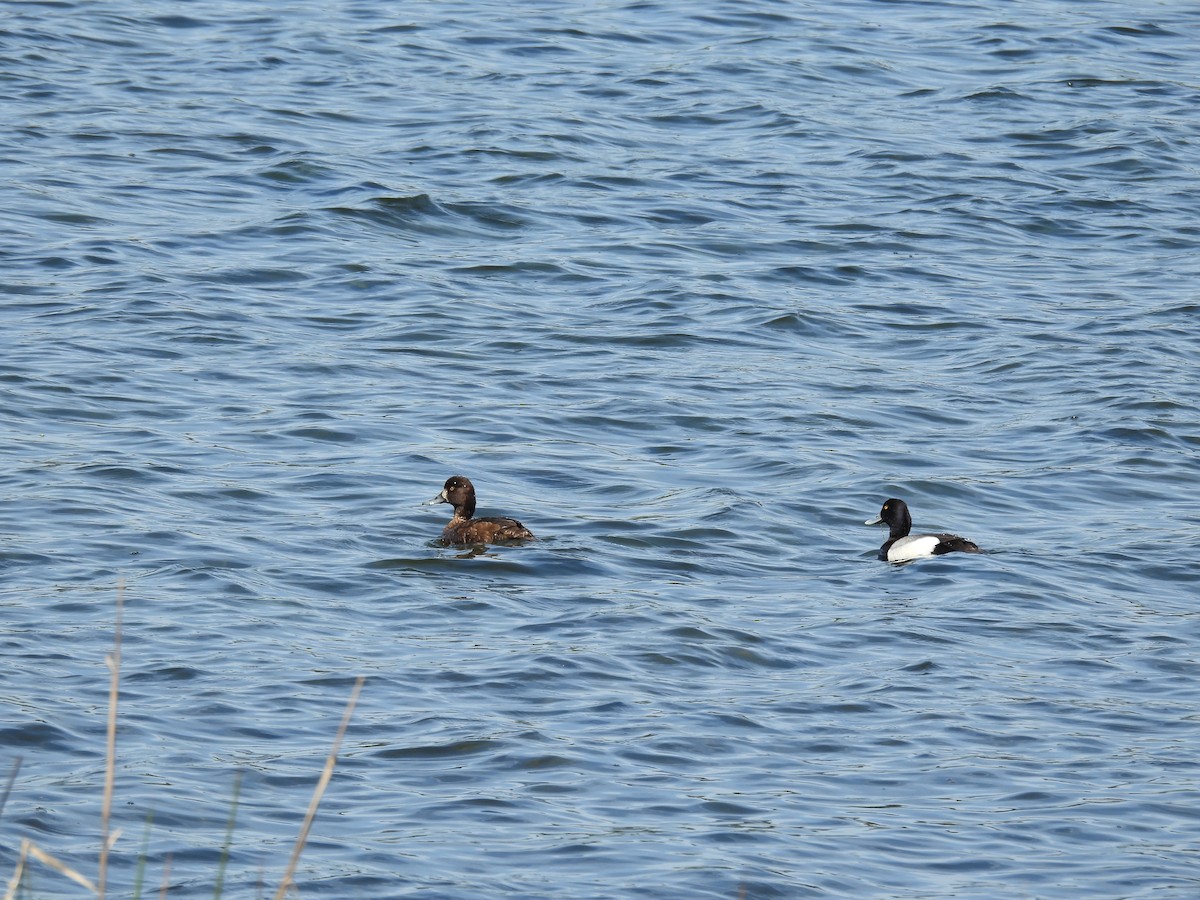 Ring-necked Duck - ML635190576