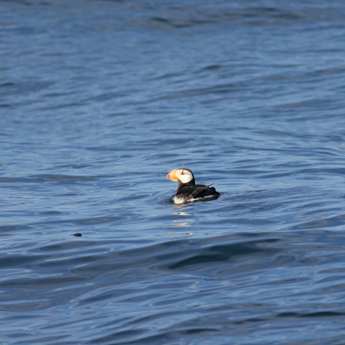Horned Puffin - ML635190598