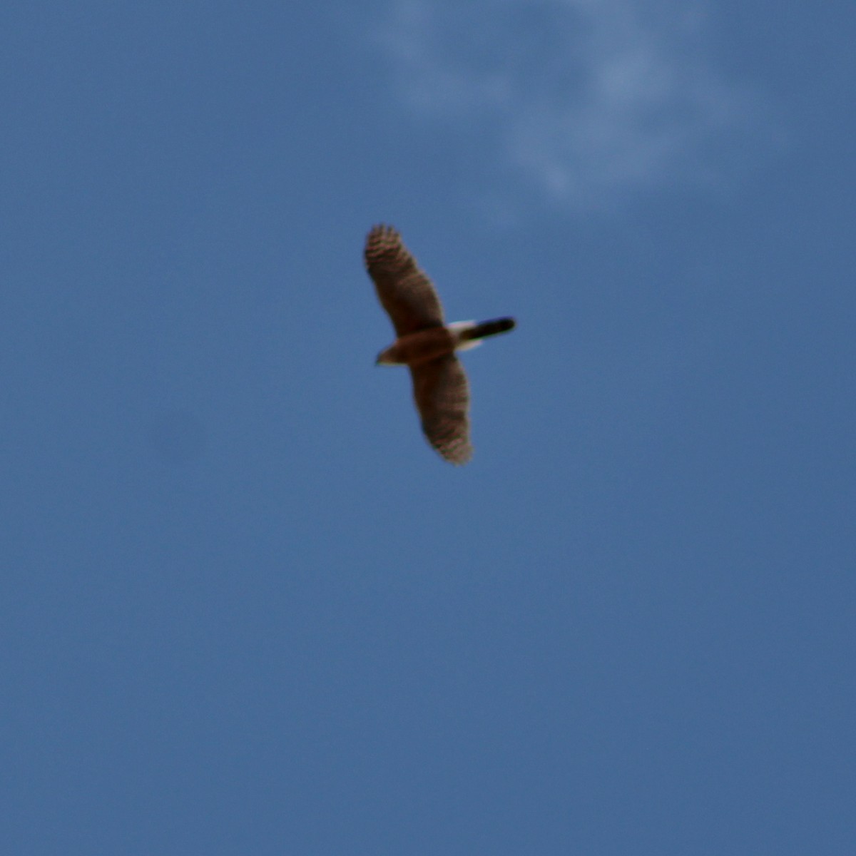 hawk sp. - ML635190656