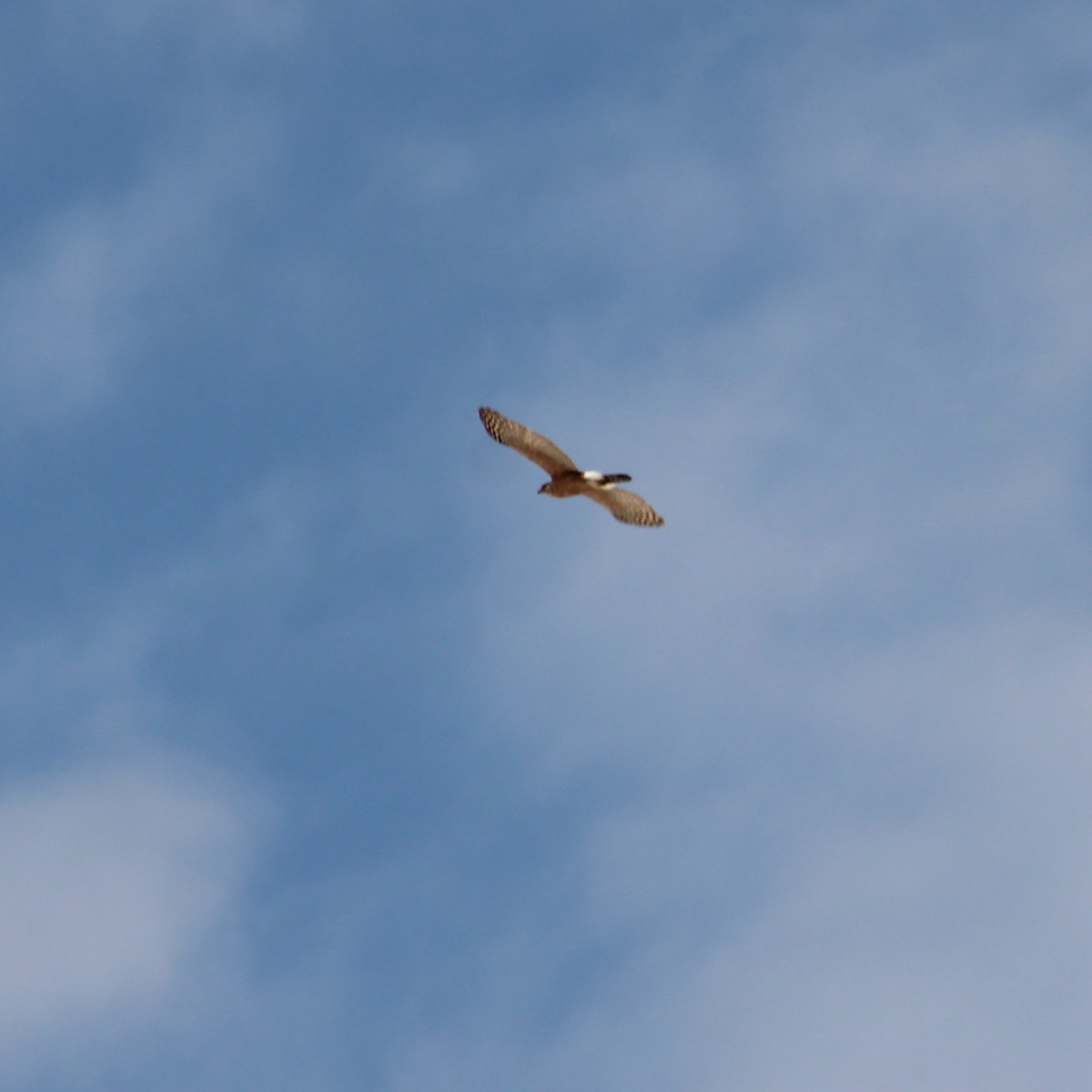 hawk sp. - ML635190657