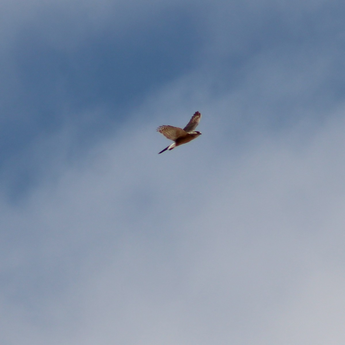 hawk sp. - ML635190658