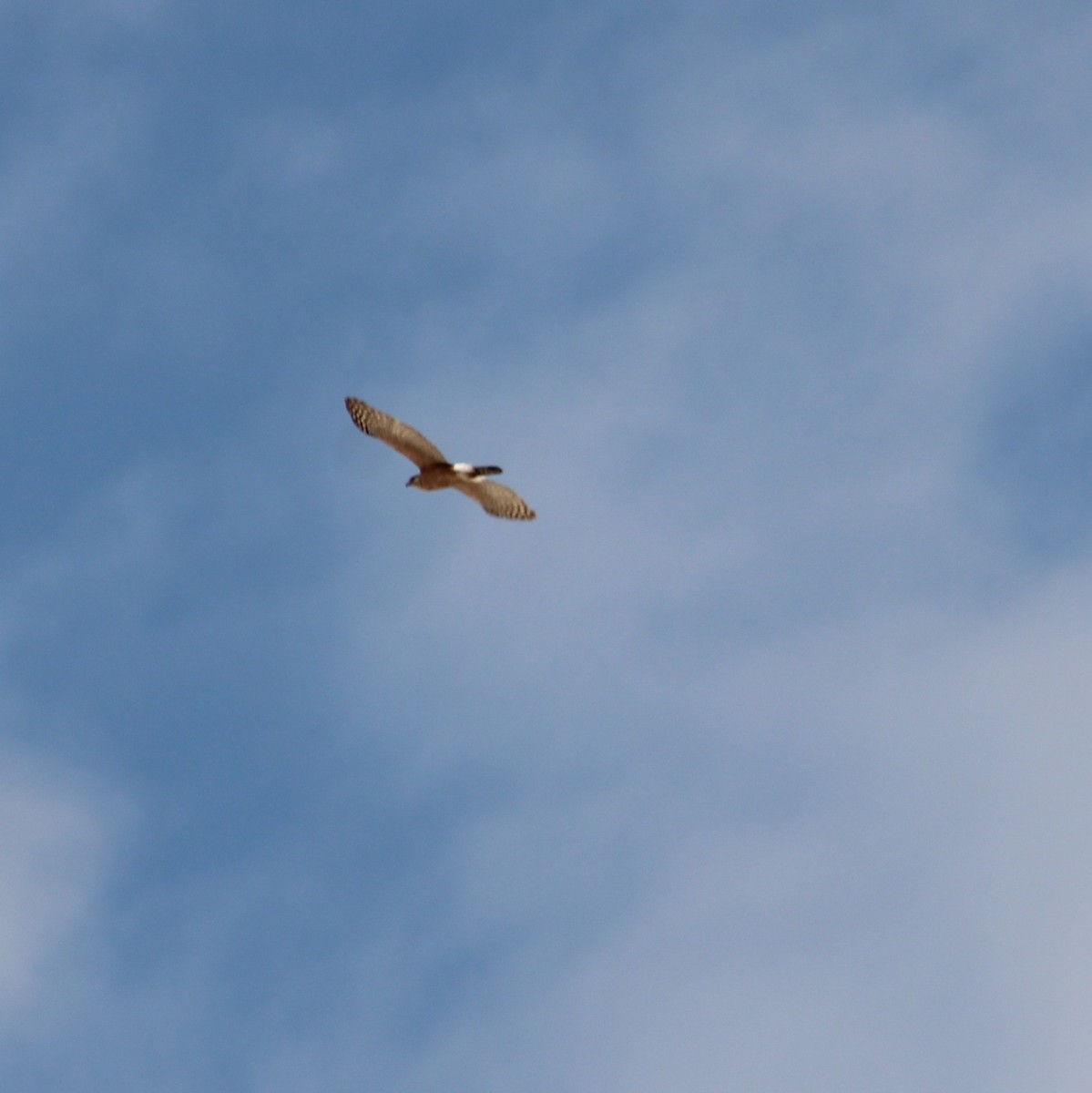 hawk sp. - ML635190659