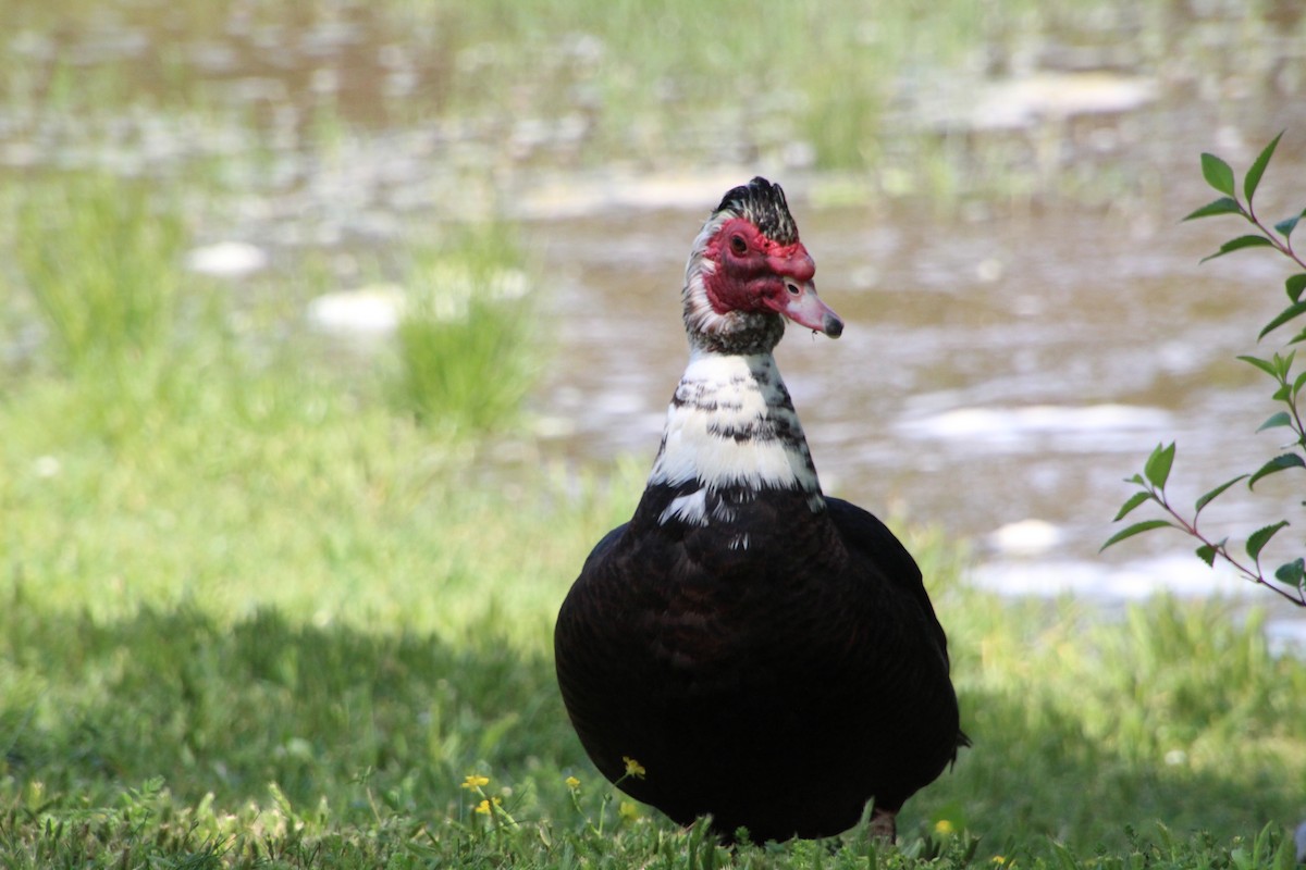 Canard musqué (forme domestique) - ML635190685