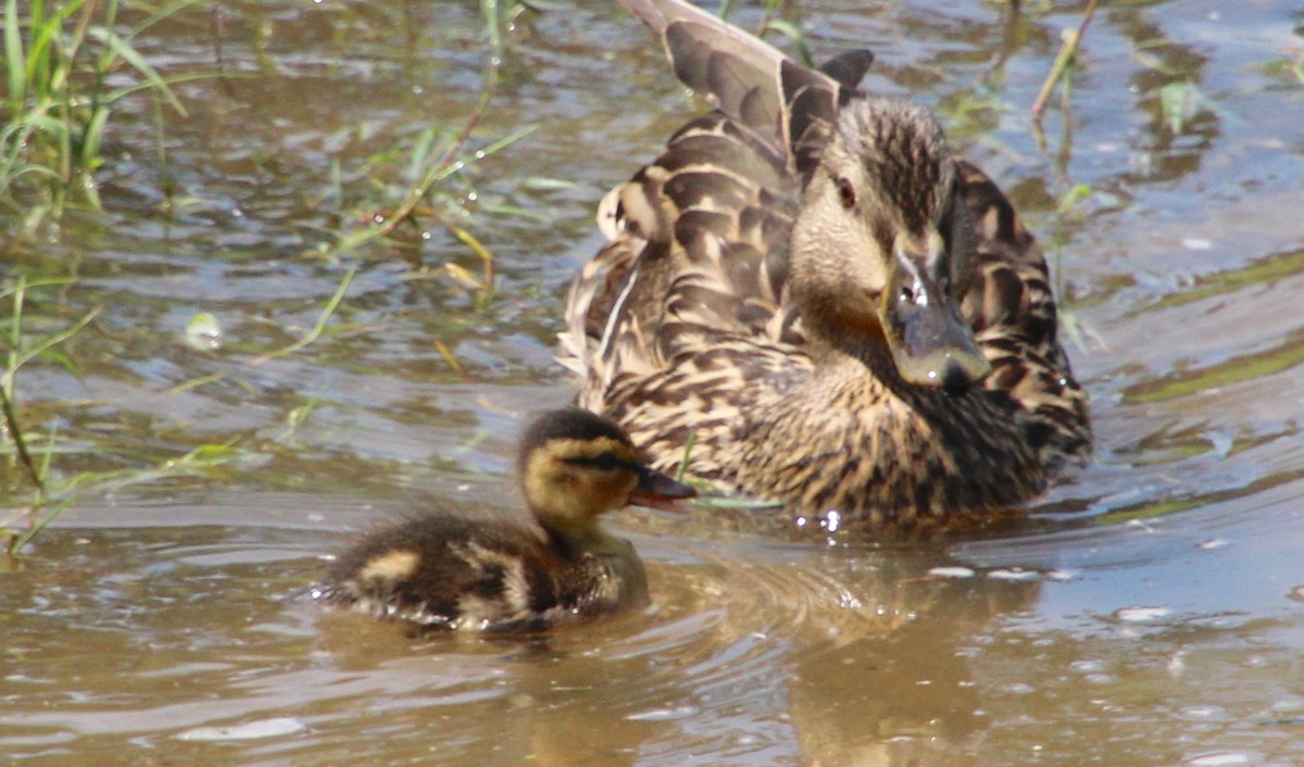 Canard colvert - ML635190716