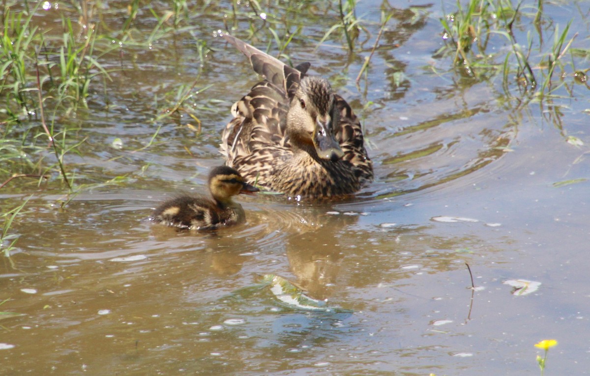 Canard colvert - ML635190721