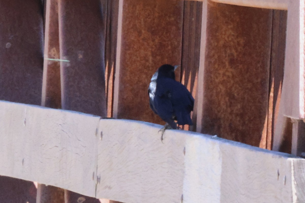 Tricolored Blackbird - ML635190765