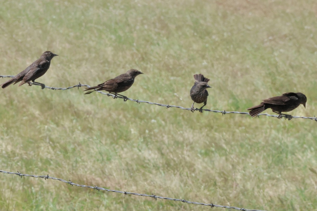 Tricolored Blackbird - ML635190770
