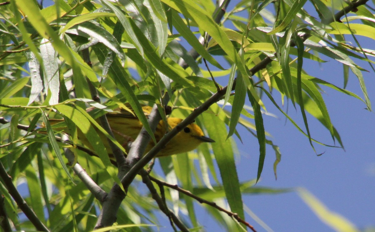 Paruline jaune - ML635190814