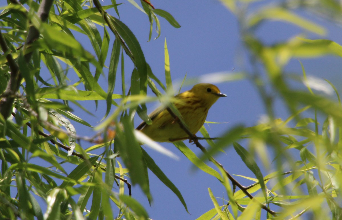 Paruline jaune - ML635190815