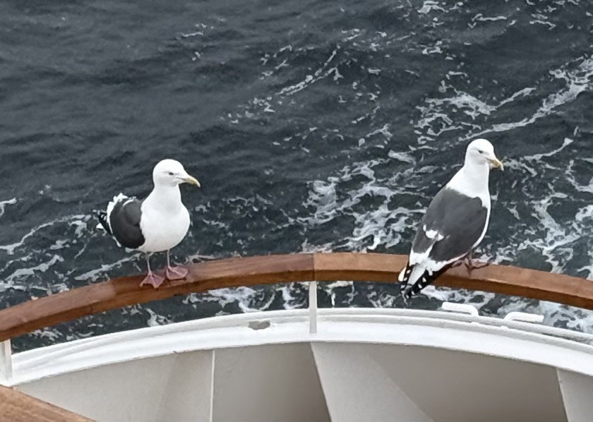 Slaty-backed Gull - ML635190821