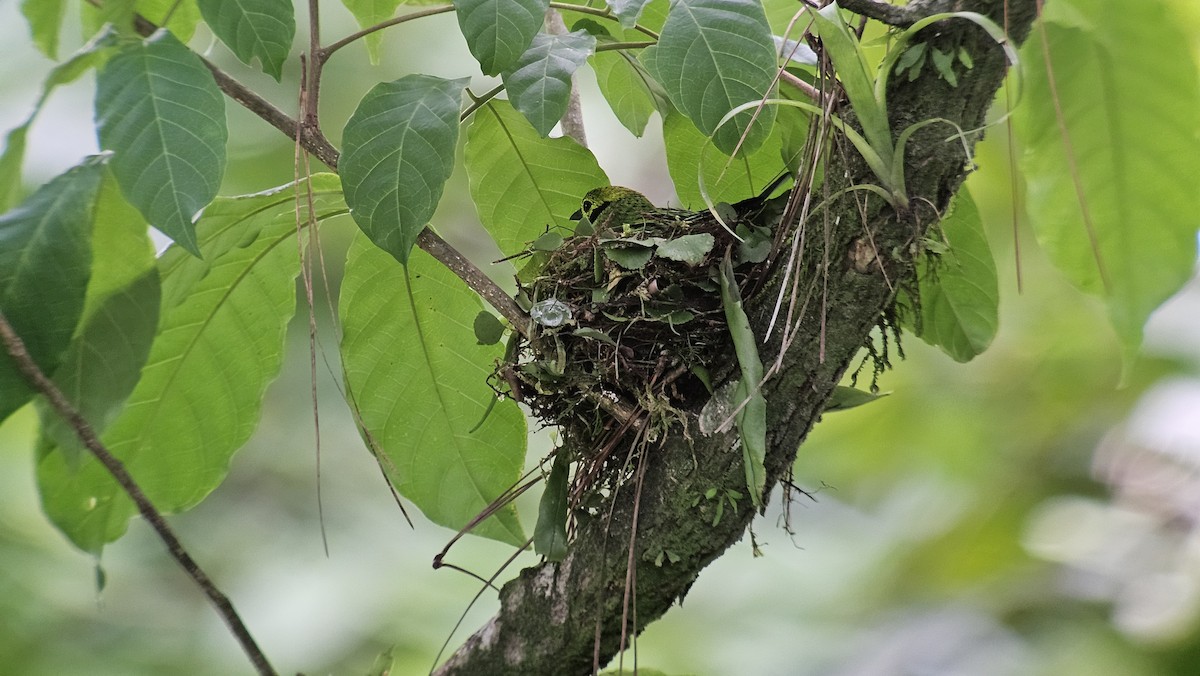 Emerald Tanager - ML635190826