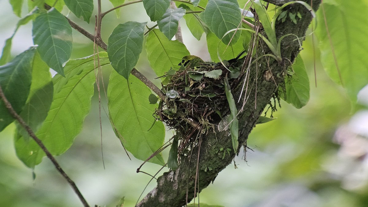 Emerald Tanager - ML635190827