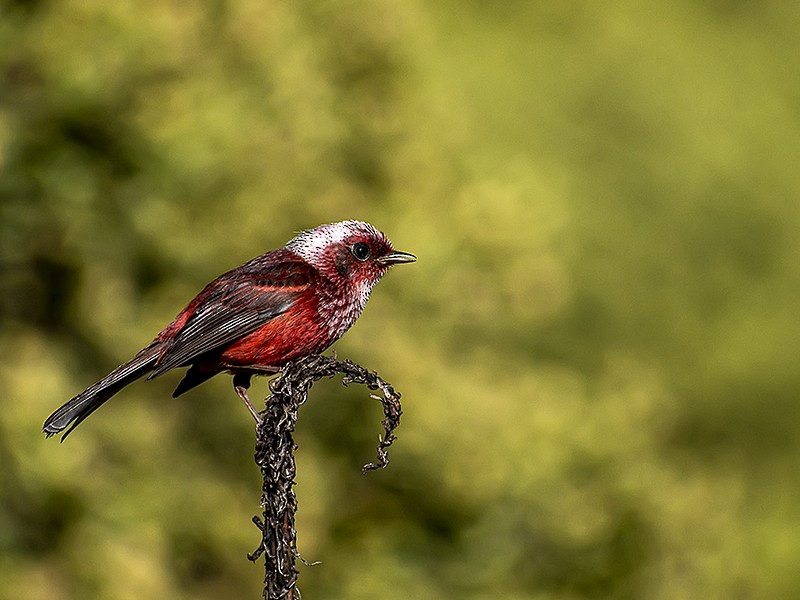 rosenparula - ML635190843