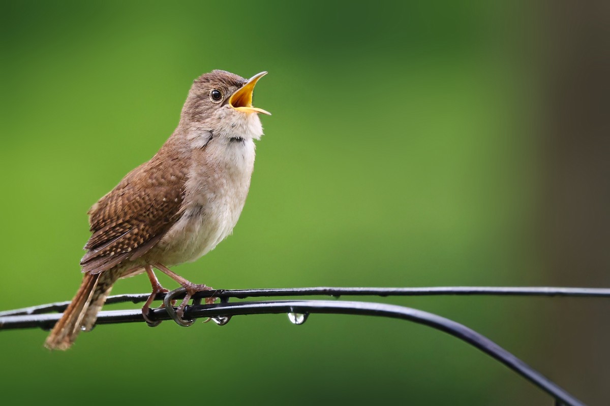 Northern House Wren - ML635190853