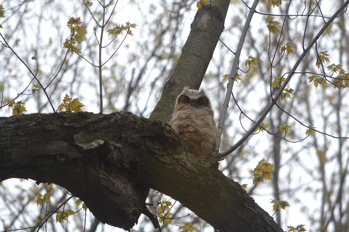 Great Horned Owl - ML635190892