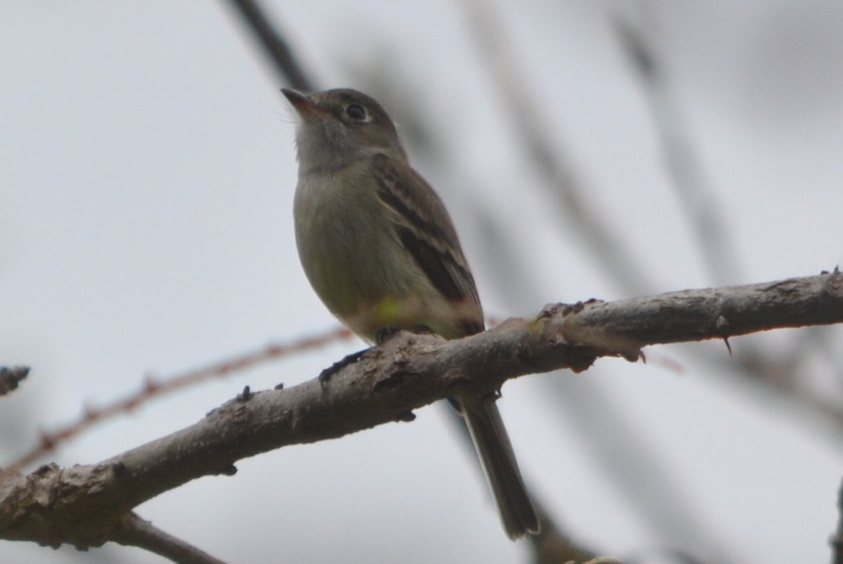 Ruby-crowned Kinglet - ML635190918