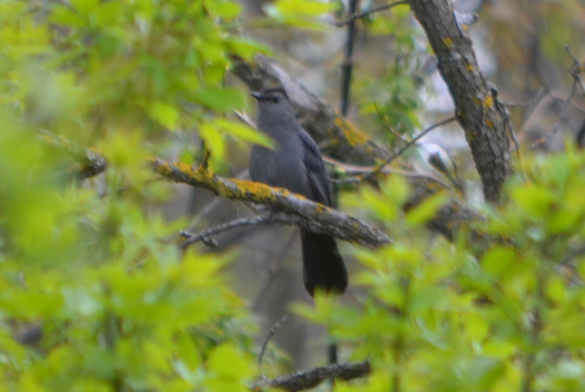 Gray Catbird - ML635190944