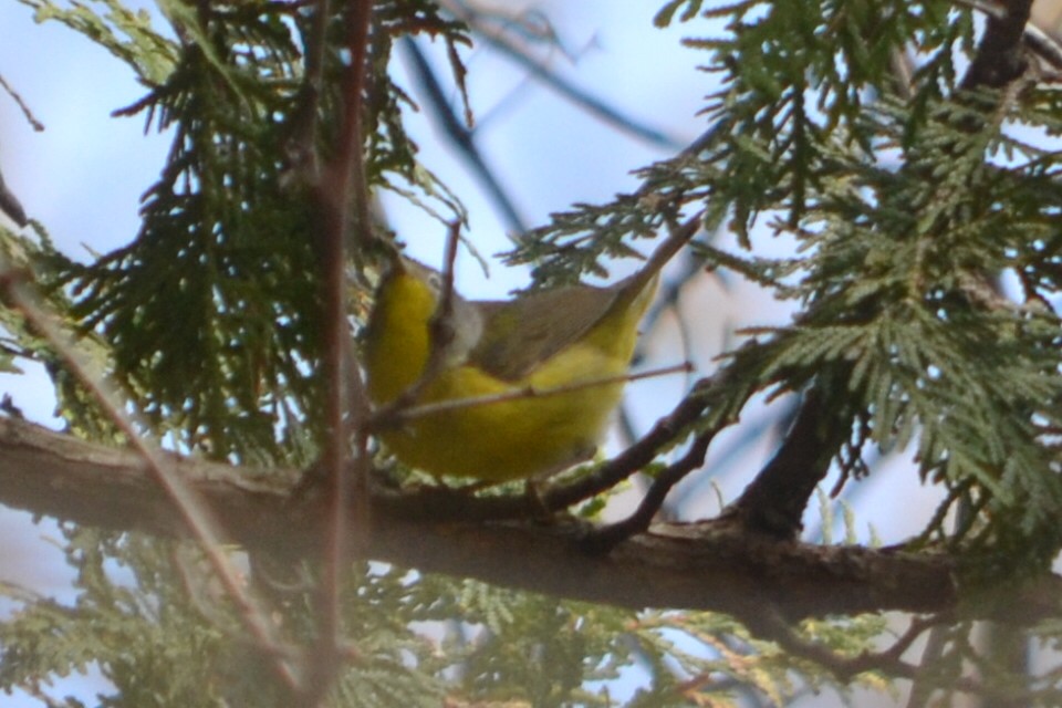 Nashville Warbler - ML635190964