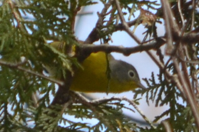 Nashville Warbler - ML635190970