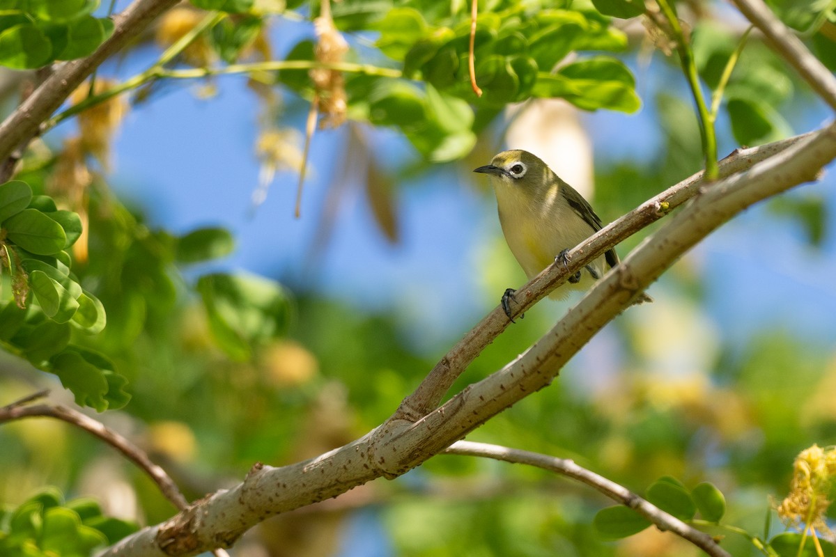 Bridled White-eye - ML635190979