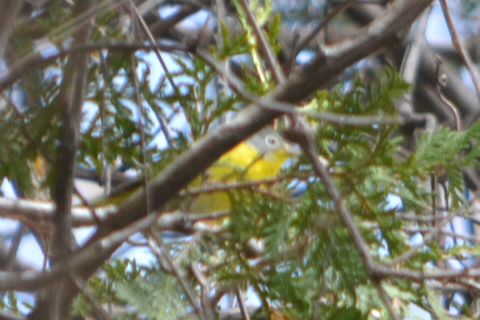 Nashville Warbler - ML635190980