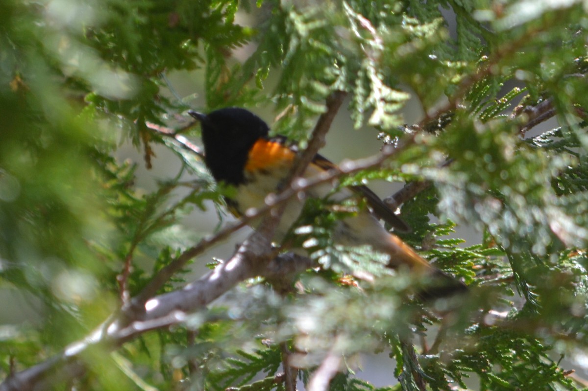 American Redstart - ML635190989