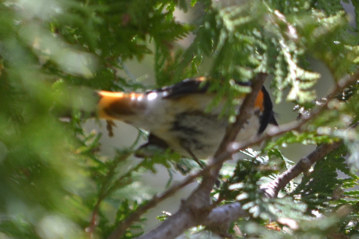 American Redstart - ML635190994