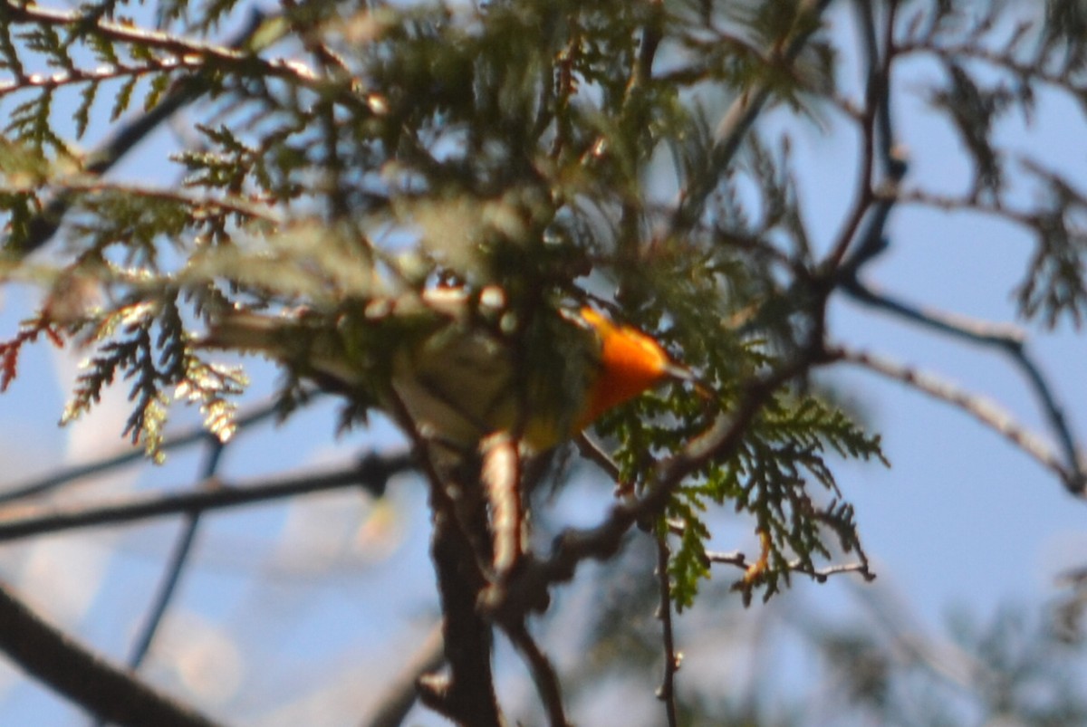 Blackburnian Warbler - ML635191001