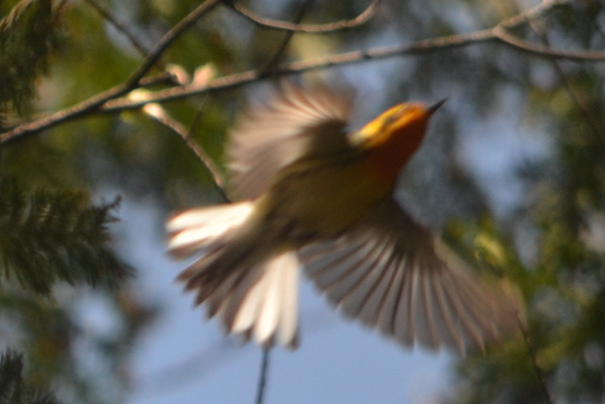 Blackburnian Warbler - ML635191007