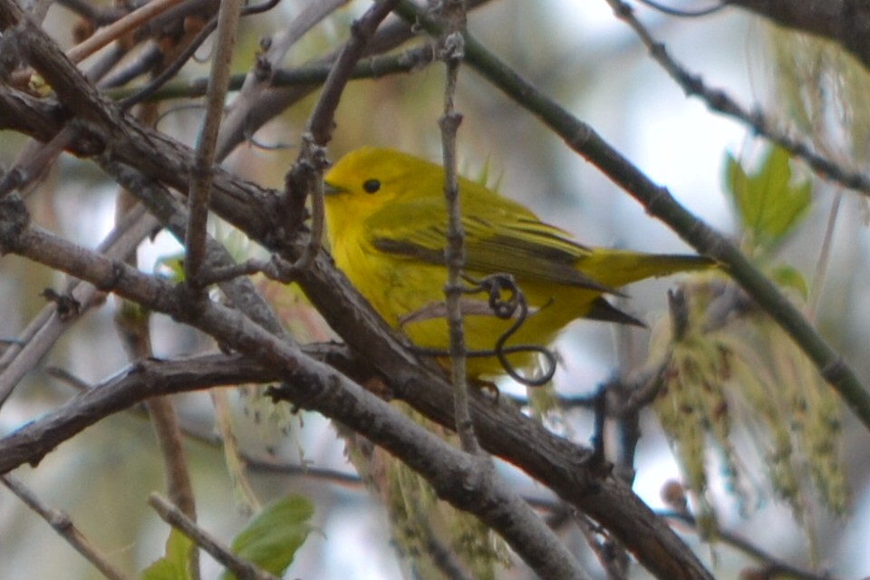 Yellow Warbler (Northern) - ML635191015