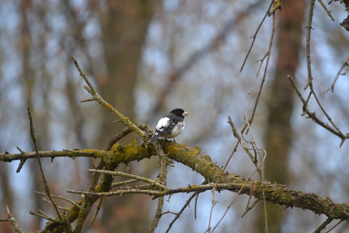 Rose-breasted Grosbeak - ML635191075