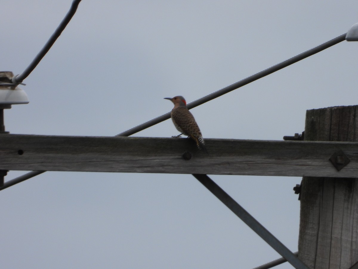 Northern Flicker - ML635191091