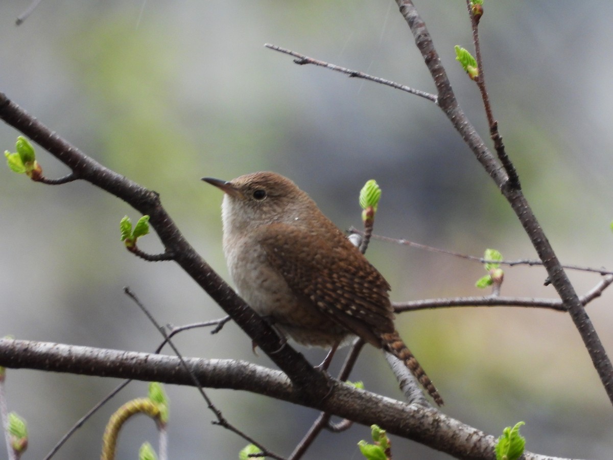 Northern House Wren - ML635191114
