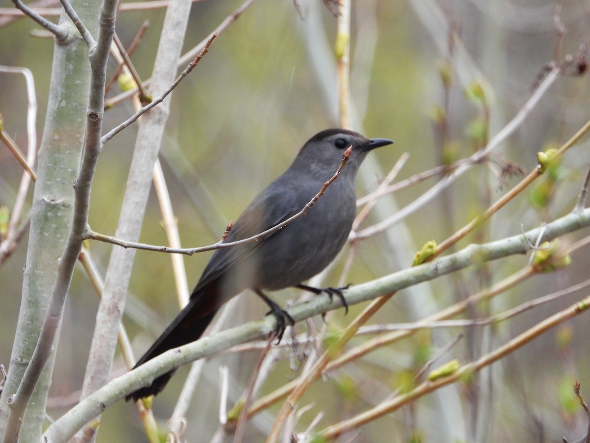 Gray Catbird - ML635191137