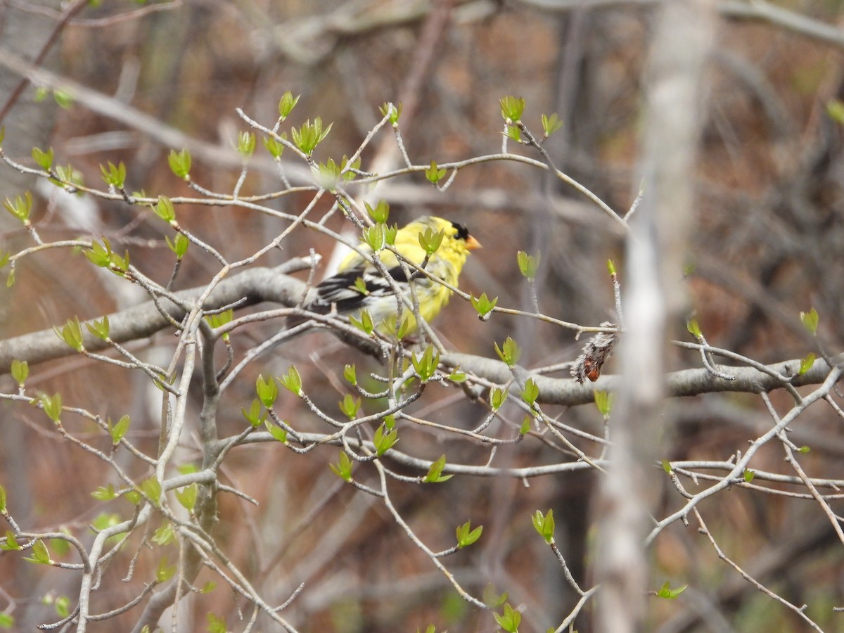 American Goldfinch - ML635191153