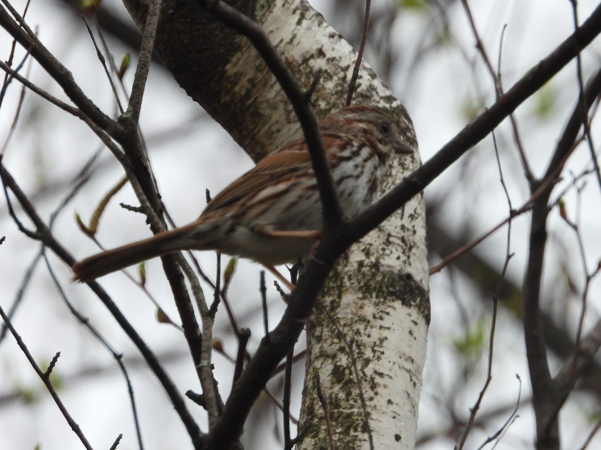 Song Sparrow - ML635191172