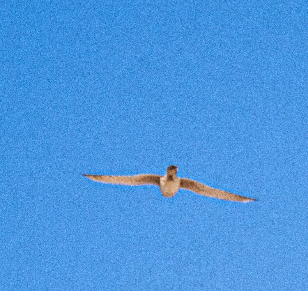 Prairie Falcon - ML635191227