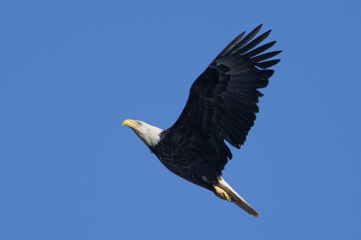 Bald Eagle - ML635191300
