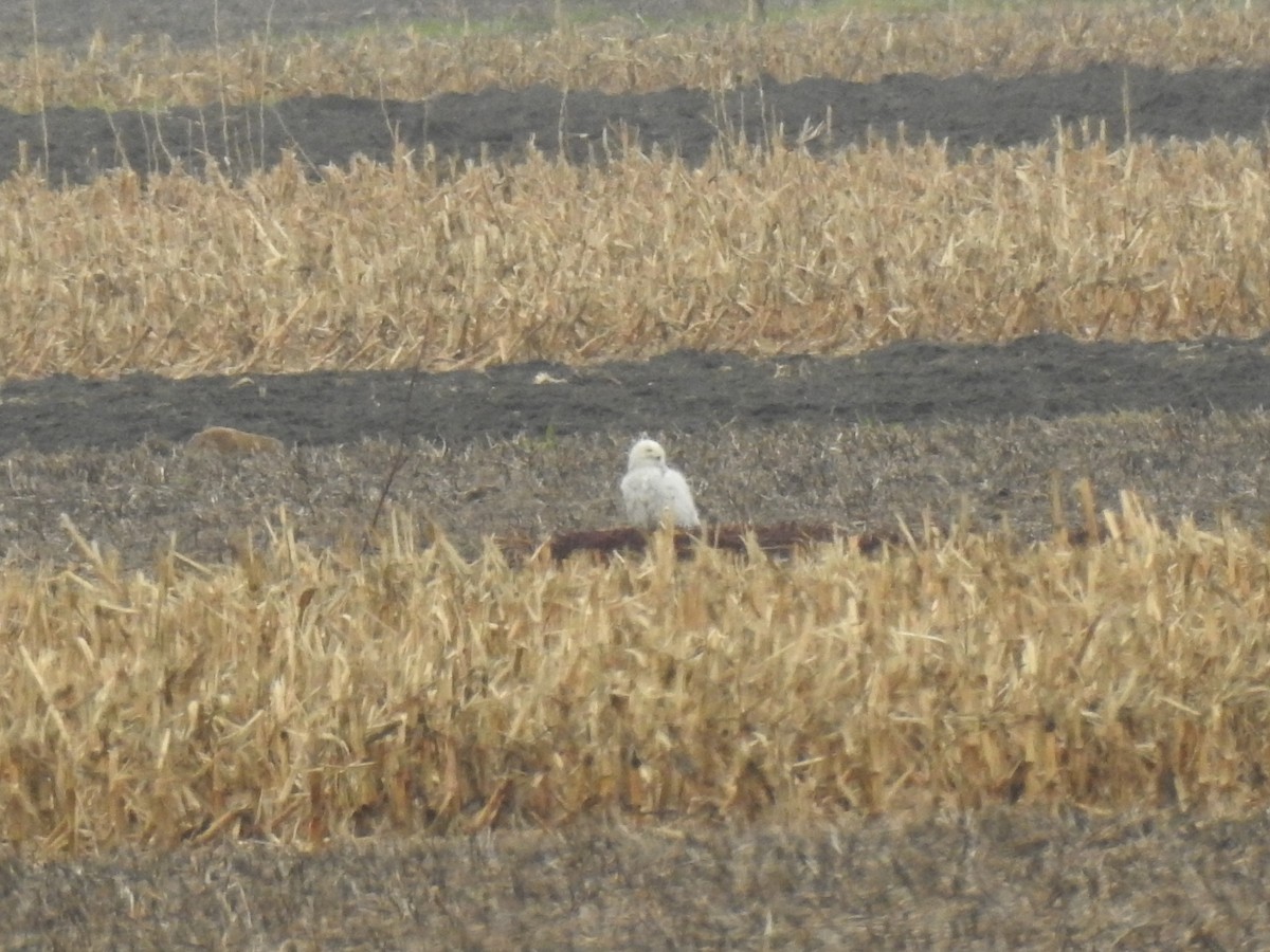 Snowy Owl - ML635191347