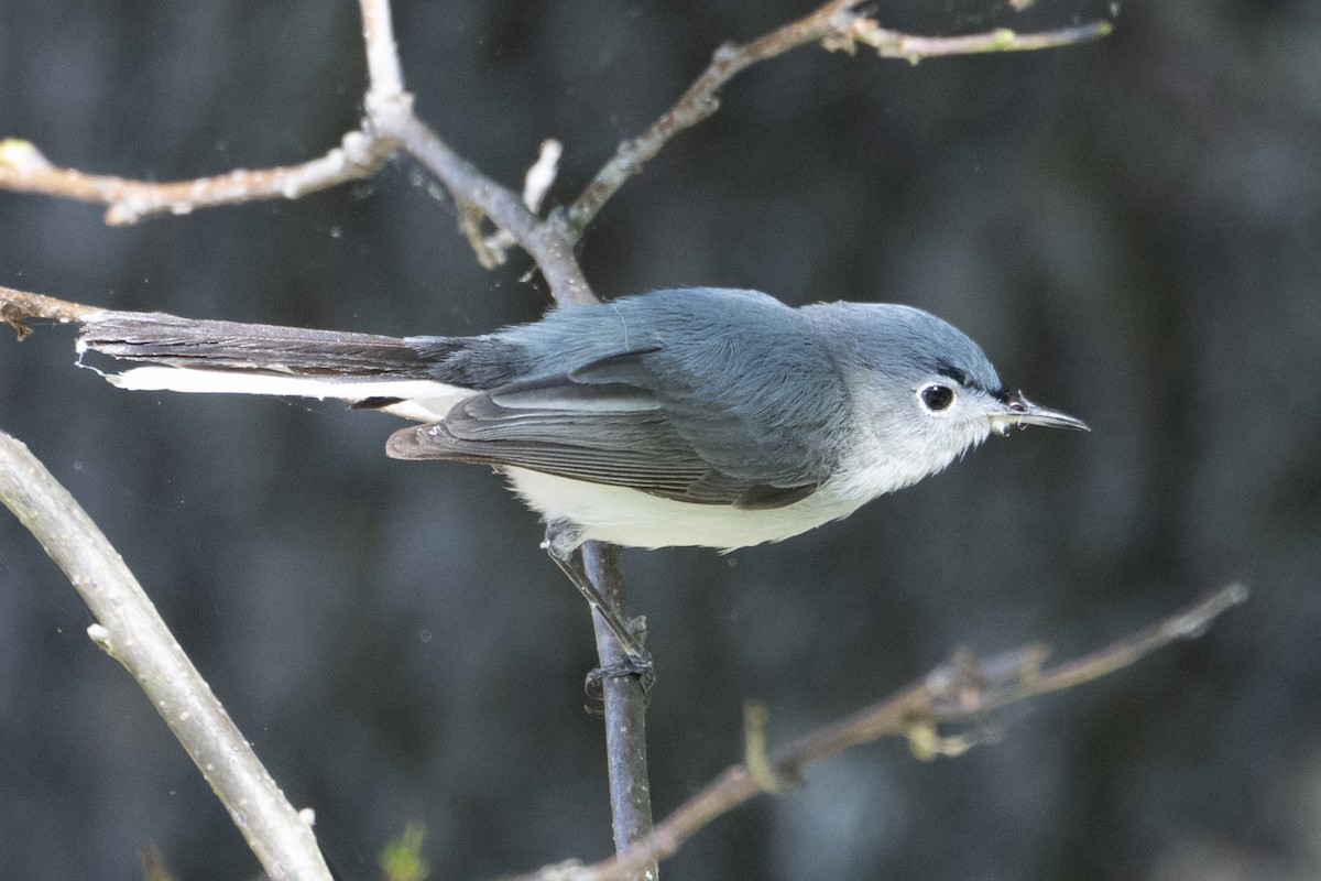 Blue-gray Gnatcatcher - ML635191404
