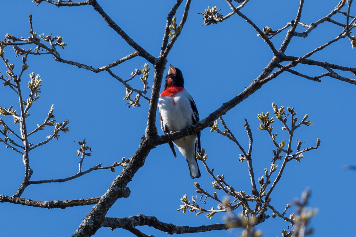 Rose-breasted Grosbeak - ML635191430