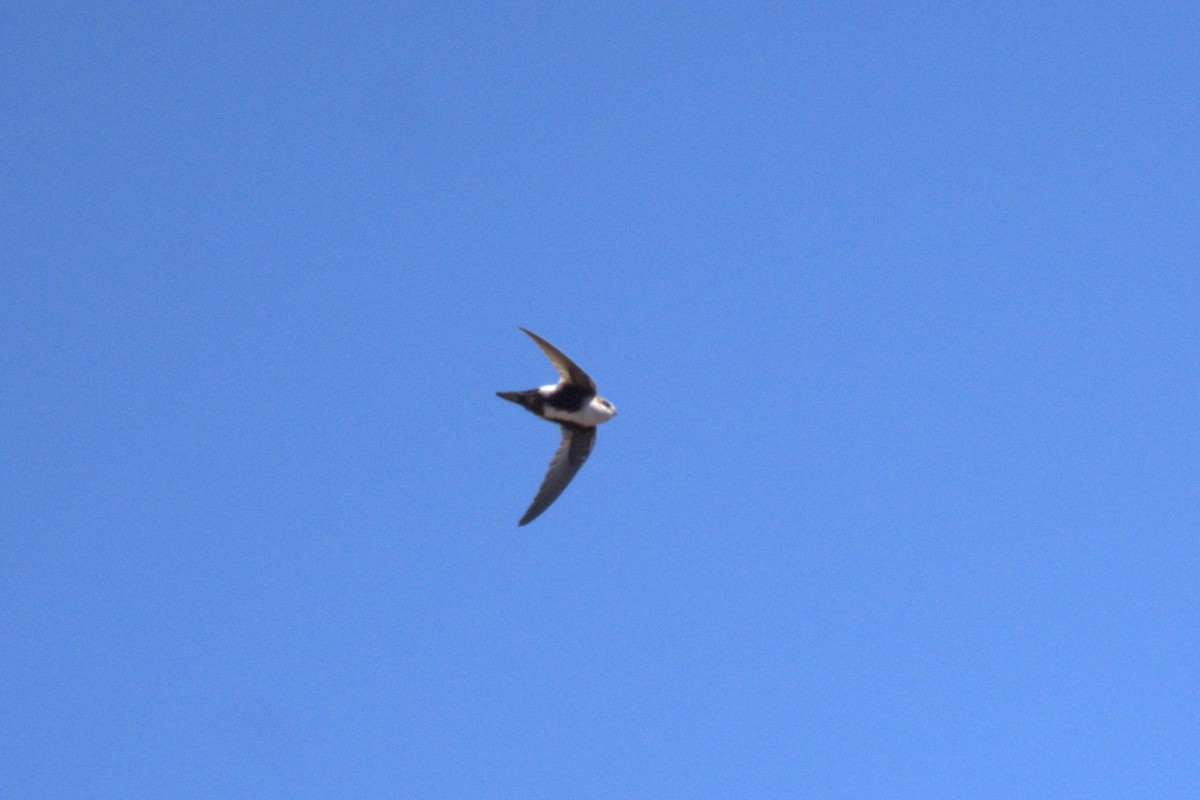 White-throated Swift - ML635191441