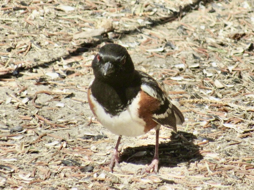 Spotted Towhee - ML635191474