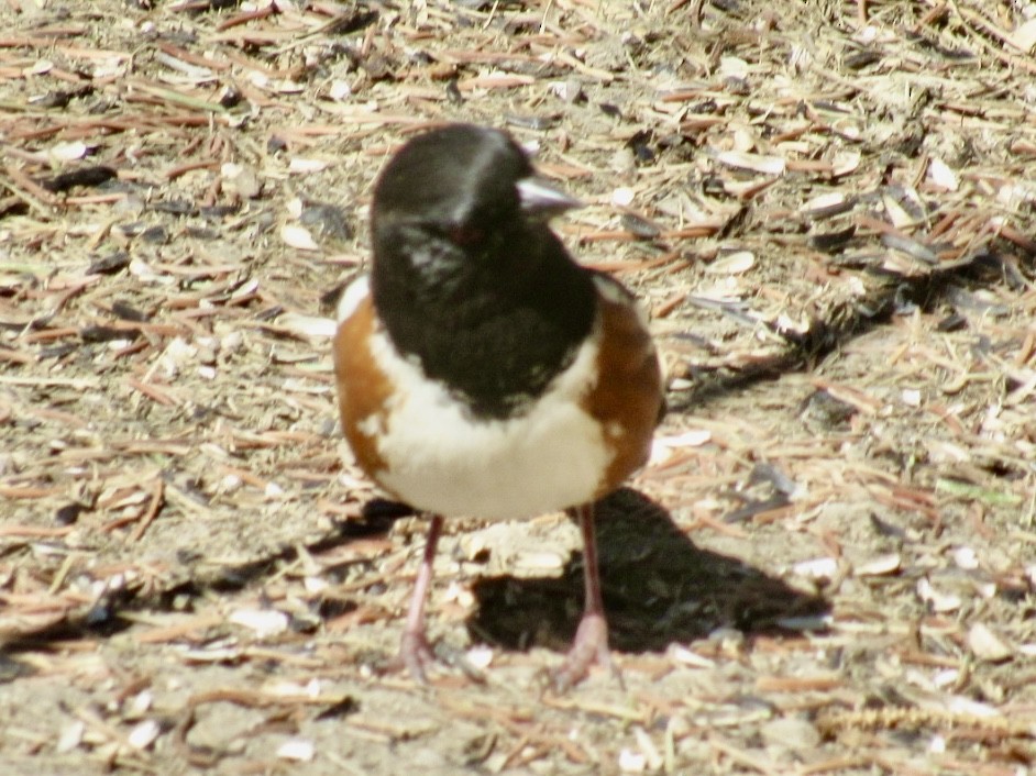 Spotted Towhee - ML635191475