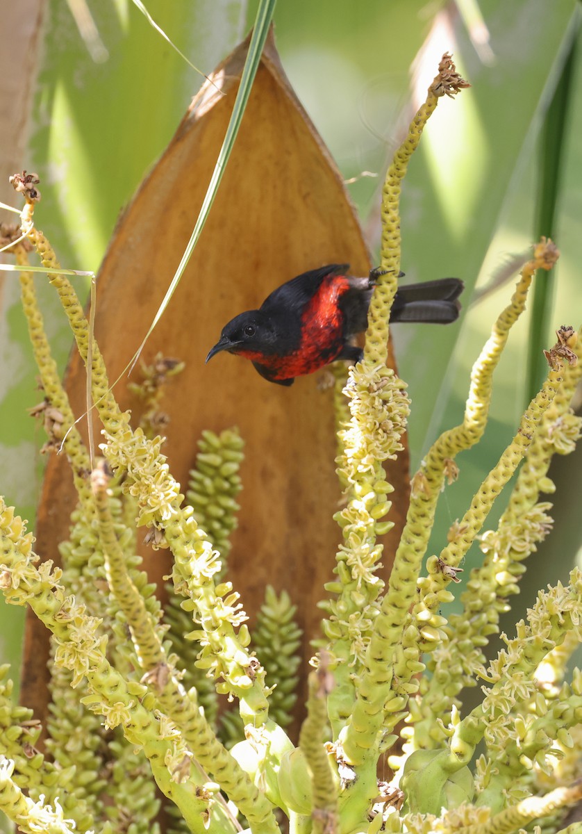 medosavka rotumská - ML635191477