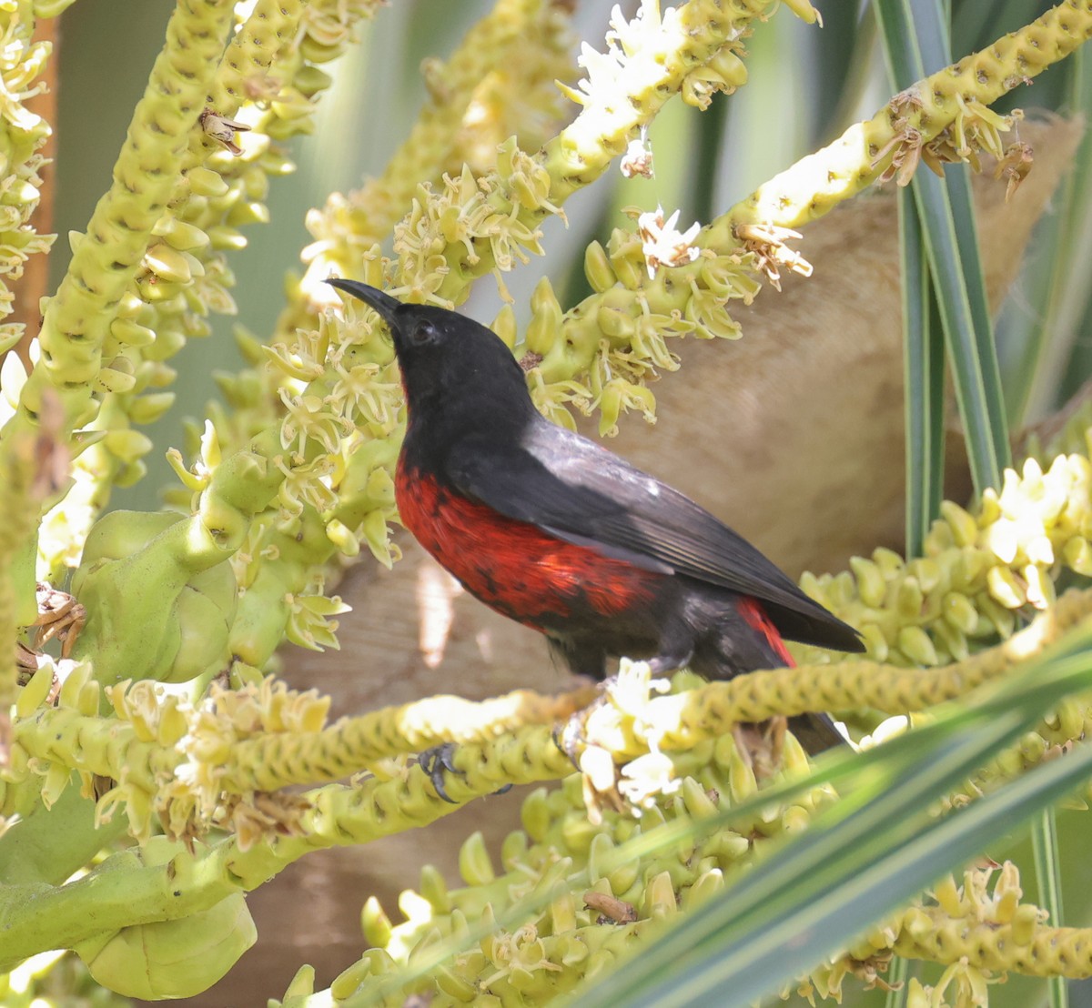 medosavka rotumská - ML635191497